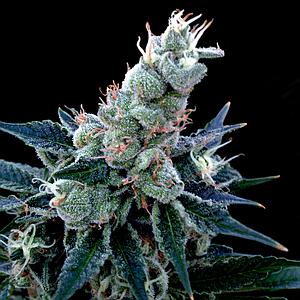 DOUBLE ALIEN 18 3pcs feminized (DNA Genetics Grow Your Own Collection)