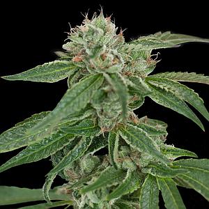 CROCKETTS CONFIDENTIAL 12pcs regular (DNA Genetics Crockett Family Farms)