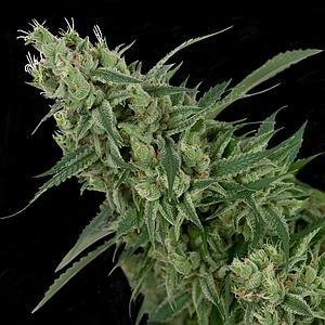 DOUBLE TANGIE BANANA 12pcs regular (DNA Genetics Crockett Family Farms)