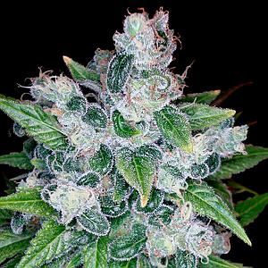 KANDY KUSH 12pcs regular (DNA Genetics Riserva Privada)