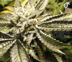 CANADIAN KUSH 3pcs feminized (Medical Seeds)