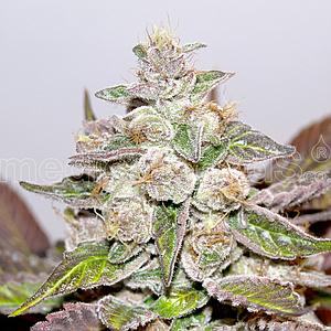 MENDOCINO PURPLE KUSH 3pcs feminized (Medical Seeds)