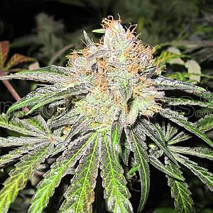 DEEP NEVILLE 10pcs regular (Medical Seeds)