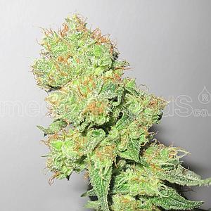 Y GRIEGA CBD 3pcs feminized (Medical Seeds)