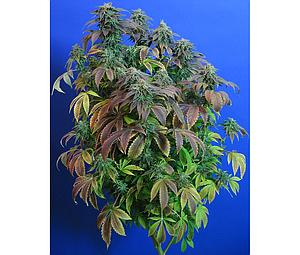 HEAVY DUTY FRUITY 5pcs regular (T.H. Seeds)