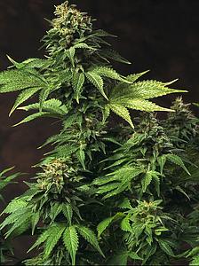 AKORN 10pcs feminized (T.H. Seeds)