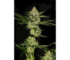 UNDERDOG 10pcs feminized (T.H. Seeds)