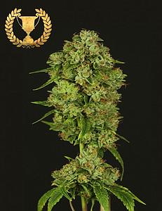 CASEY JONES 10pcs feminized (Devil's Harvest)