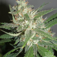 AMAZING HAZE 5pcs feminized (Homegrown Fantaseeds)