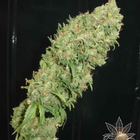 CARAMELLA 5pcs feminized (Homegrown Fantaseeds)