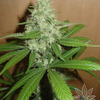 MANGO 5pcs feminized (Homegrown Fantaseeds)