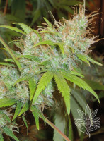 ORANGE DELIGHT 5pcs feminized (Homegrown Fantaseeds)