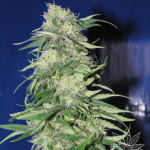 K2 3pcs feminized (Homegrown Fantaseeds)