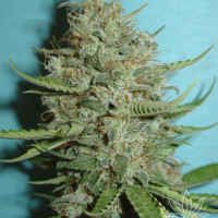 SUPER CRYSTAL 3pcs feminized (Homegrown Fantaseeds)