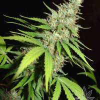 TOP44 3pcs feminized (Homegrown Fantaseeds)