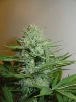 BLUE PEARL AUTO 3pcs autoflower (Homegrown Fantaseeds)