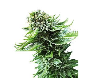 NORTHERN LIGHTS AUTO ® 5pcs autoflower (Sensi Seeds)