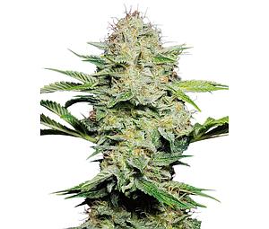 SENSI SKUNK AUTO ® 3pcs autoflower (Sensi Seeds)