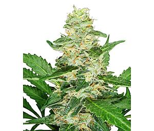 SUPER SKUNK AUTO ® 3pcs autoflower (Sensi Seeds)