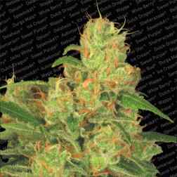 AUTO ACID ® 3pcs autoflower (Paradise Seeds)