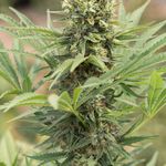 DEDOVERDE HAZE 3pcs feminized Humboldt Seed Ordganization)