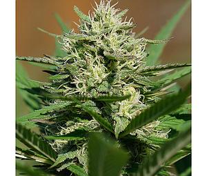 MEDICAL KUSH AUTOMATIC 5pcs autoflower (Spliff Seeds)