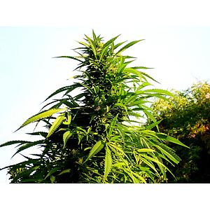 LA SAGE CBD 2pcs feminized (TH Seeds)