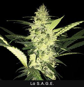 LA SAGE CBD 5pcs feminized (TH Seeds)