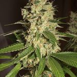 RASPBERRY DIESEL 3pcs feminized (Humboldt Seed Organization)