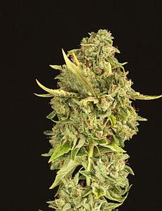 HELL'S BELLS 10pcs regular (The Devil's Harvest Seeds)