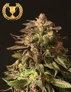 SHORELINE 3pcs feminized (The Devil's Harvest Seeds)