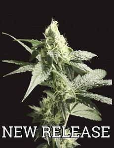 GOLDEN HAZE 3pcs feminized (The Devil's Harvest Seeds)