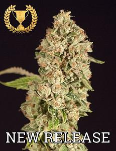 OG REEK'N 3pcs feminized (The Devil's Harvest Seeds)