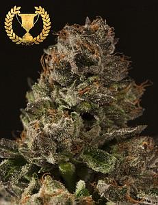 STRAWBERRY SOUR DIESEL 3pcs feminized (The Devil's Harvest Seeds)