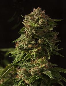 FALLEN ANGEL 3pcs feminized (The Devil's Harvest Seeds)