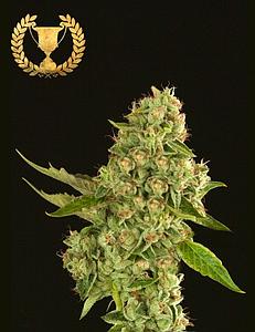 KUCHI 3pcs feminized (The Devil's Harvest Seeds)