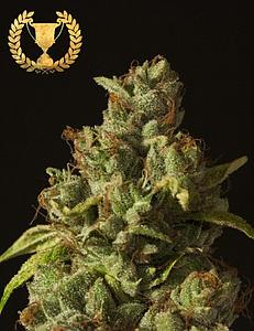 ROLLEX OG KUSH 5pcs feminized (The Devil's Harvest Seeds)