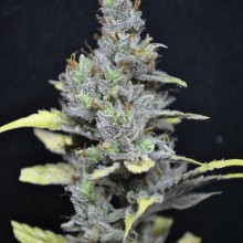 MEDI HAZE 5pcs feminized (CBD Crew)