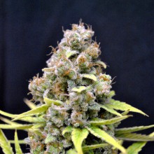 SHARK SHOCK 5pcs feminized (CBD Crew)