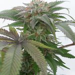 BUBBA KUSH 2.0 3pcs feminized (Humboldt Seed Organization)