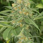 GREEN CRACK 3pcs feminized (Humboldt Seed Organization)