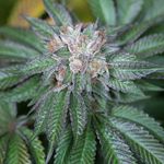 MASTER KUSH 3pcs feminized (Humboldt Seed Organization)