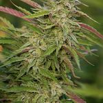 PURPLE TRAINWRECK 3pcs feminized (Humboldt Seed Organization)