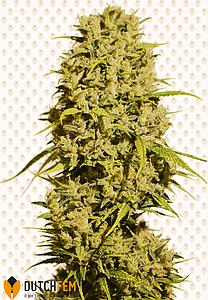 BUBBLE HAZE 1pc feminized (DutchFem)