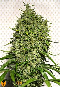 CRITICAL XL 1pc feminized (DutchFem)