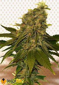 DUTCH CHEESE 1pc feminized (DutchFem)