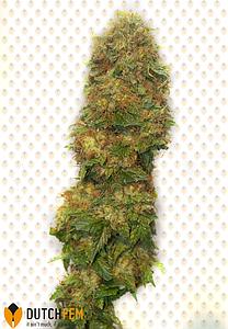 LEMON SKUNK 1pc feminized (DutchFem)