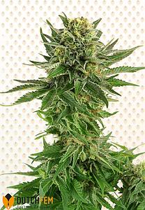 NORTHERN LIGHT SPECIAL 1pc feminized (DutchFem)