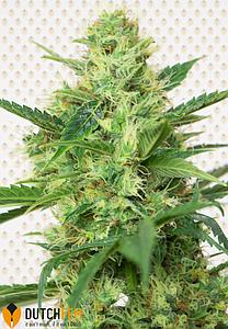 DUTCHFEM SPECIAL 1pc feminized (DutchFem)