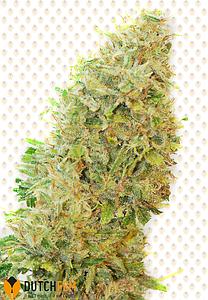 MEDICAL SATIVA 1pc feminized (DutchFem)